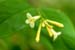 flower (39)